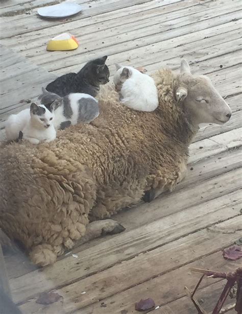 Cats On Sheep Cute Animals