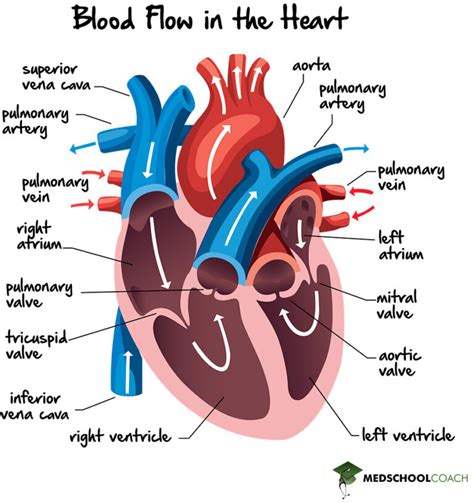 Blood Flow In The Heart Mcat Biology Medschoolcoach