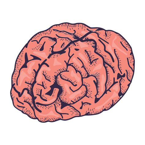 Realistic Brain Illustration Transparent Png And Svg