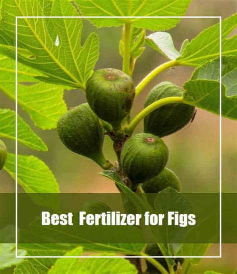 Best Fertilizer For Fig Trees Top Picks Reviews