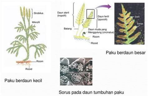 Tumbuhan Paku Identifikasi Klasifikasi Hingga Manfaatnya