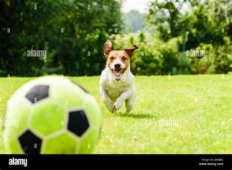 Happy Soccer Player Hi Res Stock Photography And Images Alamy