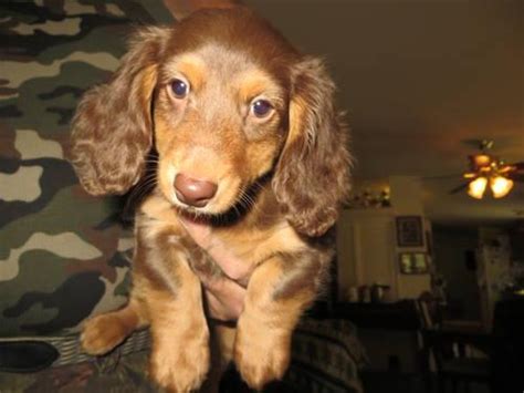 Low to ground, long in body and short of leg, with robust muscular development; AKC Dachshund Puppies for Sale in Spokane, Washington ...