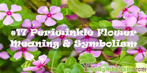 17 Periwinkle Flower Meaning And Symbolism