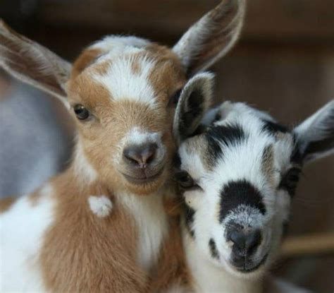 Cute Goat Pictures Posts And Video Quincy Quarry News