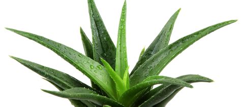 The Medicinal Uses For Aloe Vera