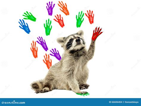 Raccoon Sitting On The Background Of Handprints Stock Photo Image Of
