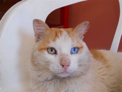 Cat with two different eye colors | Cats, Animals, Eye color
