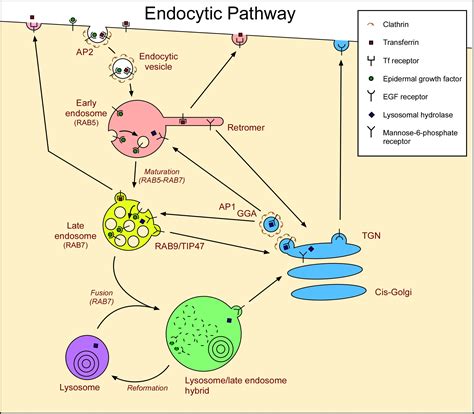 Fileendocytic Pathway Of Animal Cells Showing Egf Receptors