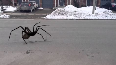 giant spider attack in my neighborhood youtube