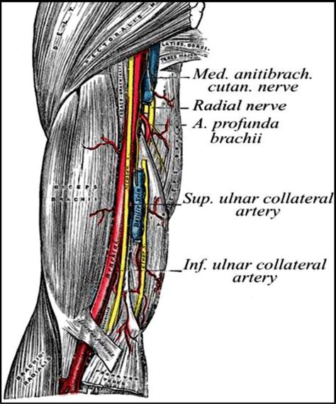 Anatomic Course Of The Brachial Artery In The Upper Arm With Its Major