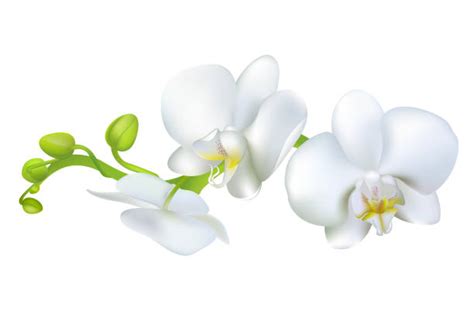 Best White Orchids Illustrations Royalty Free Vector Graphics And Clip