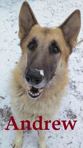 Maybe you would like to learn more about one of these? View Ad: German Shepherd Dog Dog for Adoption, Indiana ...