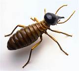 Picture Of Termite Pictures