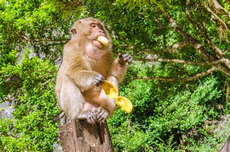 Monkey Eating Bananas In Jungle — Stock Photo © Ankamonika 73810565
