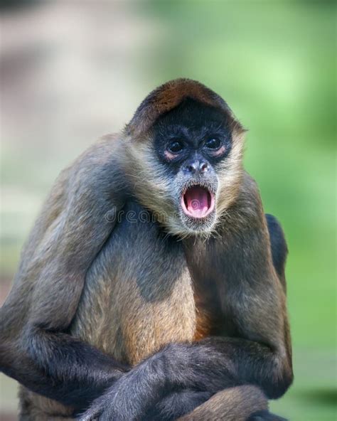 Spider Monkey Stock Photo Image Of Nature Animal Close 77635876