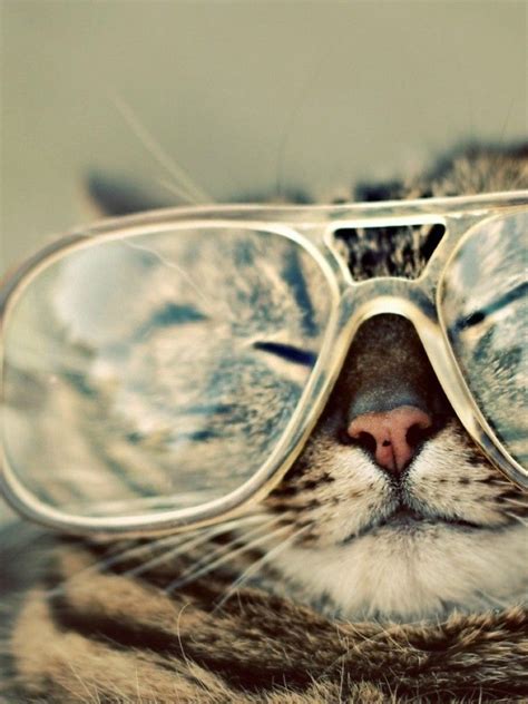 Funny Cats Sunglasses Funny Kitties Sunnies Shades Cute Cats