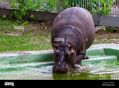 The Common Hippopotamus Hippopotamus Amphibius Hippo Portrait Stock