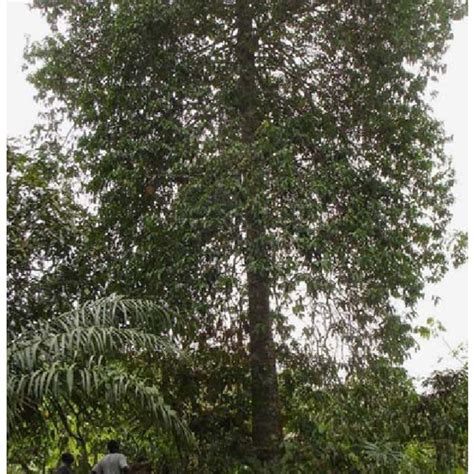 A Typical Tree Of Allanblackia Parviflora Growing At Gwira Banso N 05