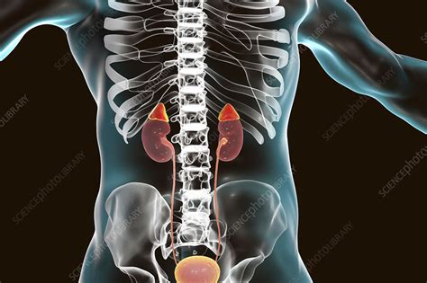 Human Kidneys And Adrenal Glands Illustration Stock Image F024