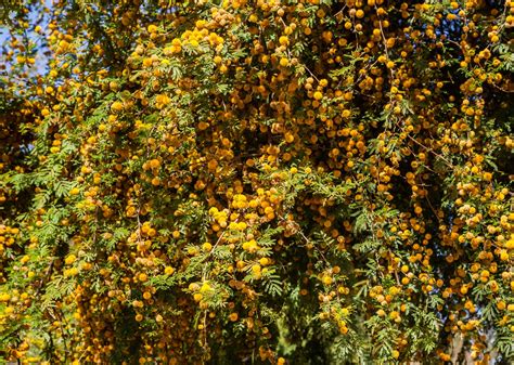 We did not find results for: Walking Arizona: Mesquite Blossoms