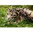 Clouded Leopard Cute Images 2013  Funny And Animals