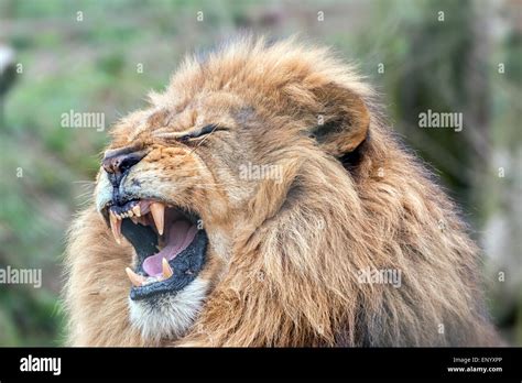lion with mouth open showing fangs Stock Photo - Alamy