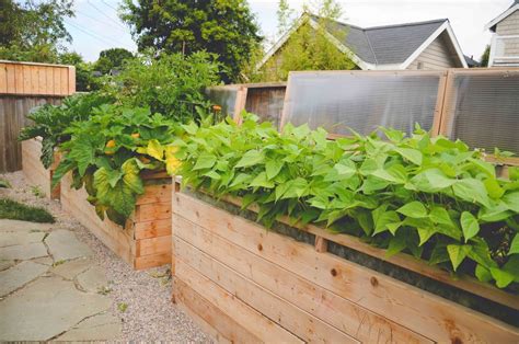 Your Modern Vegetable Garden Guide