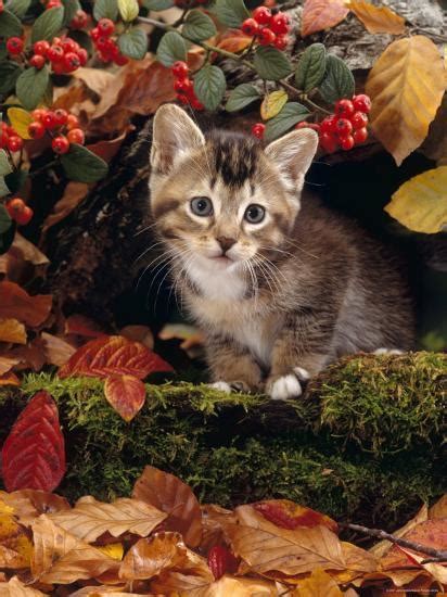 Domestic Cat Tabby Kitten Among Autumn Leaves And Cottoneaster
