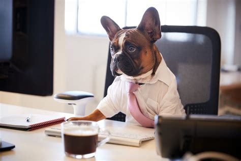 12 Adorable Pictures Of Dogs Dressed For Work Readers
