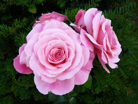 Floribunda Rose Tickled Pink Buy Online From Ashwood Nurseries