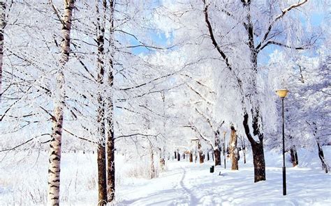 Winter Pure Snowy Park Ipad Wallpaper Download Iphone