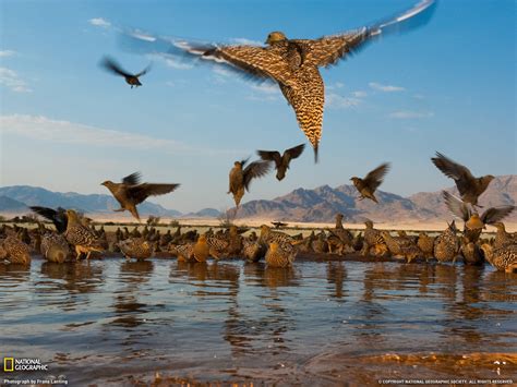 Amazing Animal Pictures From National Geographic July 2011 Amazing