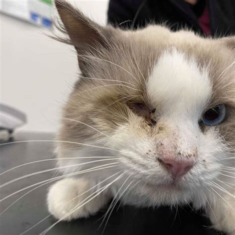 Cat With Missing Eye Dumped In Bin Bag Rh Uncovered