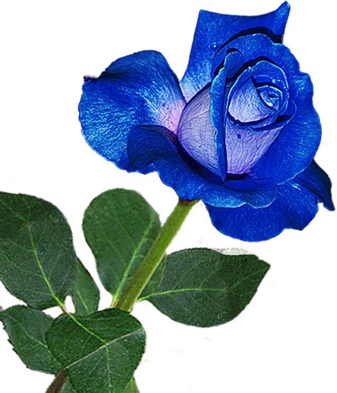 Real Blue Rose Png