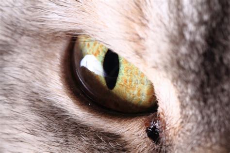 Black Crust Around Cats Eyes And Nose Uncover The Mystery Behind It