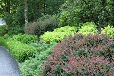 Are you looking for deer resistant shrubs for your garden? Check out these deer-resistant plant options you can include