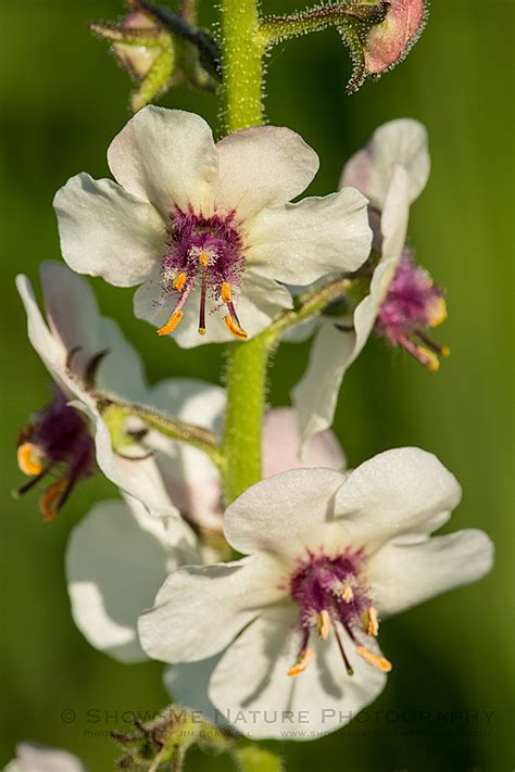 Finally Moth Mullein Show Me Nature Photography