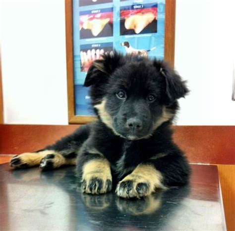 Issues with eyes and ears are also common so make. My puppy(: German Shepard Border Collie mix | Puppies ...