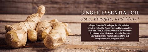 Ginger Oil Benefits And Uses Of This Powerful Anti Inflammatory Oil