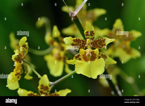 Close Up Of Golden Shower Orchid Oncidium Flowers In Bloom Stock