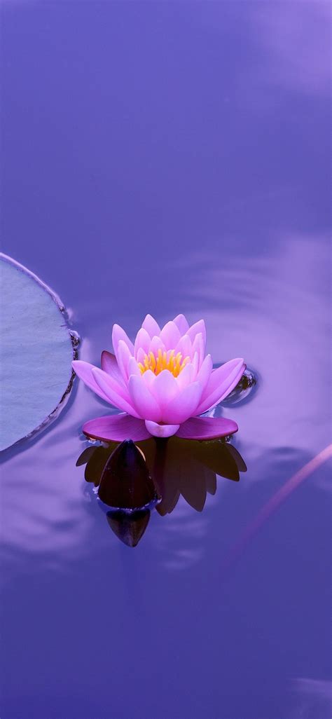 Maybe you would like to learn more about one of these? iPhone Lotus Wallpapers - Top Free iPhone Lotus Backgrounds - WallpaperAccess