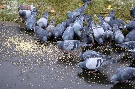 Мясные голуби: выбор пород, как содержать, кормление и разведение, фото