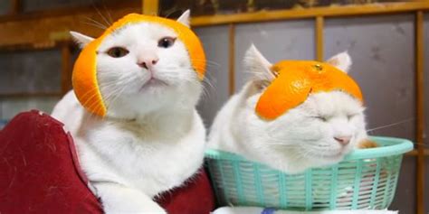 Cats Wearing Mandarin Orange Hats Will Make You Forget That Its Monday