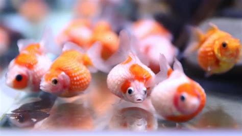 Cute Cute Goldfish Collection Youtube
