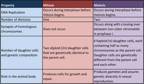 Meiosis occurs when one cell with the correct number of chromosomes divides twice to produce four haploid cells (23 chromosomes). 5th Period Biology: Mitosis vs. Meiosis Chart