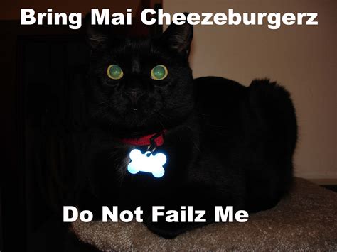 Lol Cats Cat Humor Funny Wallpapers Hd Desktop And