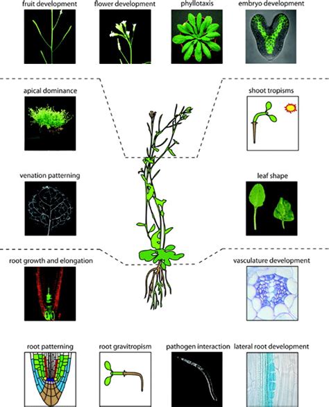 Various Auxin Responses In Plants Download Scientific Diagram