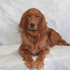 The cheapest offer starts at £50. Golden Irish Dog Breed » Information, Pictures, & More