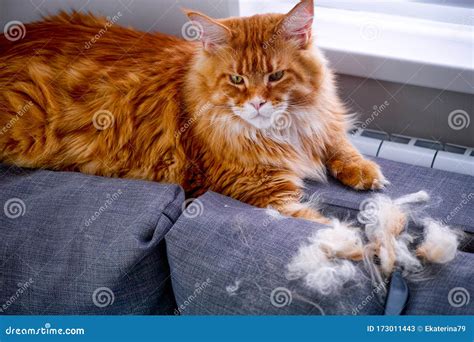 Ginger Maine Coon Cat And Comb With His Fur Lying On Couch Stock Image